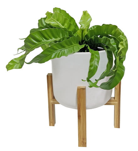 Costa Farms Live Indoor 10in. Tall Green Hurricane Fern; Bright， Indirect Sunlight Plant in 6in. Mid-Century Modern Planter