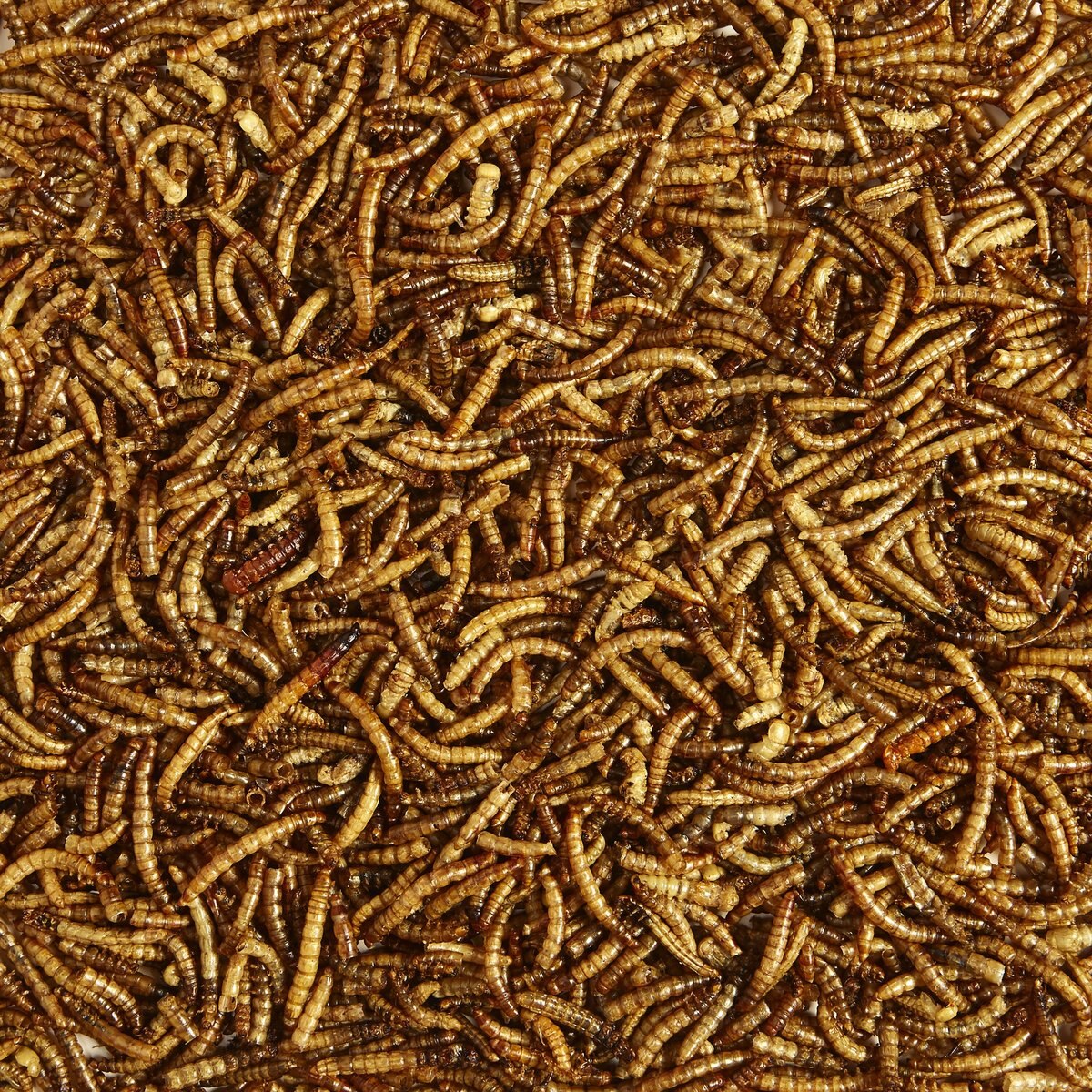 Kaytee Dried Mealworms Wild Bird and Chicken Treat