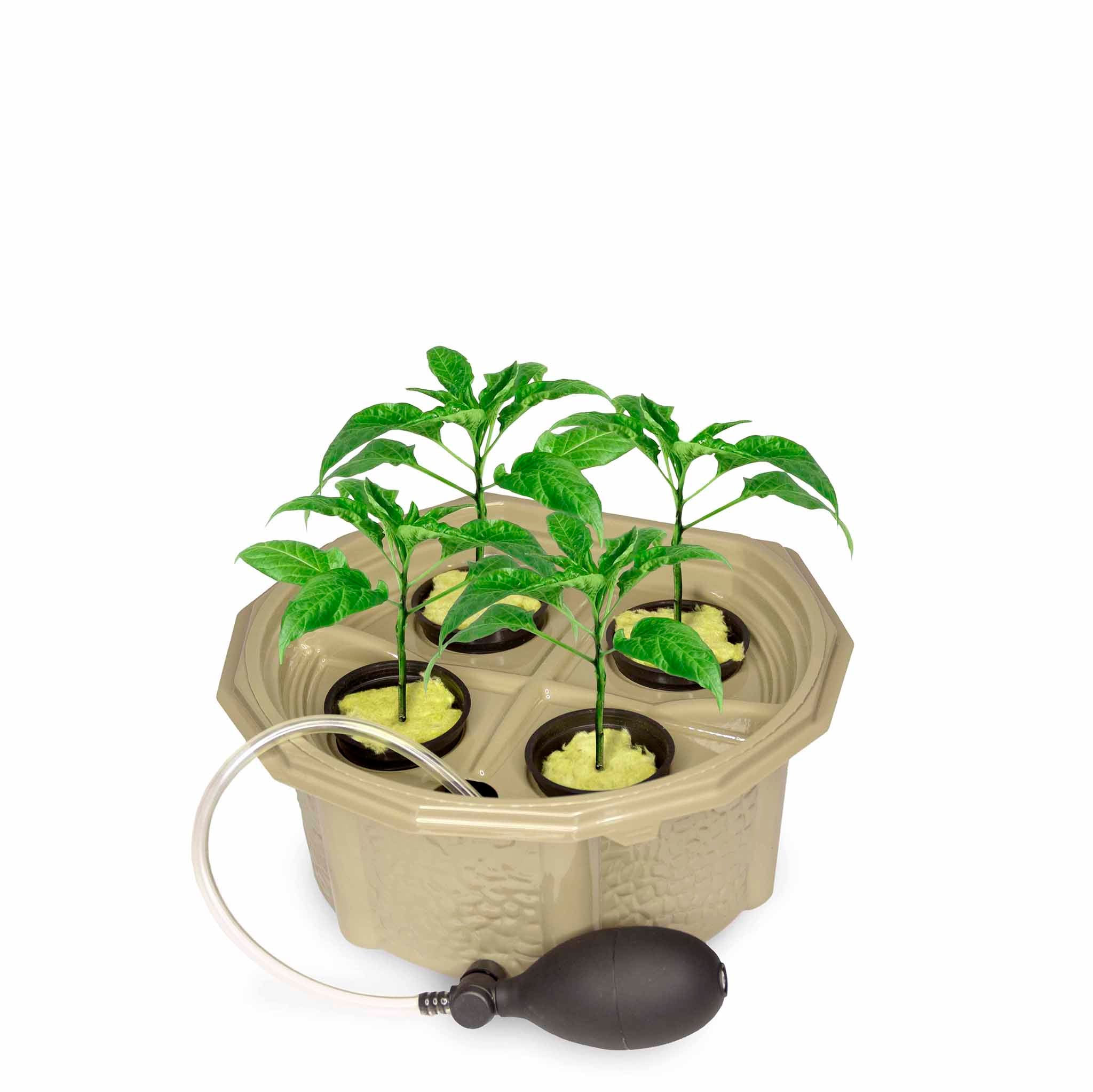 Homegrown Hydroponic Pepper Kit