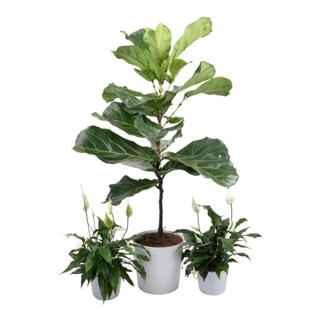 Vigoro 10 in. Fiddle Leaf Lyrata Standard and (2) 6 in. Spathiphyllum Peace Lily Plant in White Decor Planter (3 Pack) ML-LSP-S-VPW-03