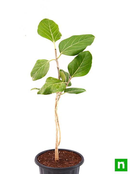 Banyan Tree, Ficus benghalensis - Plant