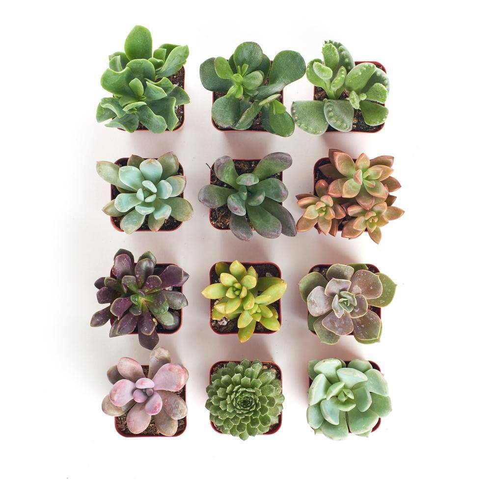 Shop Succulents 2 in. Unique Succulent (Collection of 12) U12