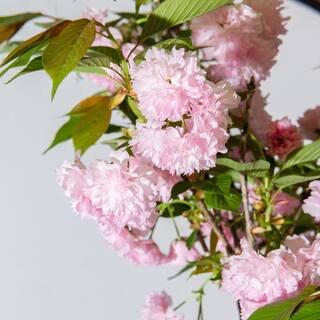 Perfect Plants 4-5 ft Tall. Japanese Kwanzan Cherry Tree in Grower's Pot Cherry Blossom Festival Blooms THD00518