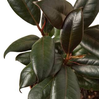 Burgundy Rubber Tree (Ficus Elastica) Plant in 4 in. Grower Pot 4_FICUS_BURGUNDY