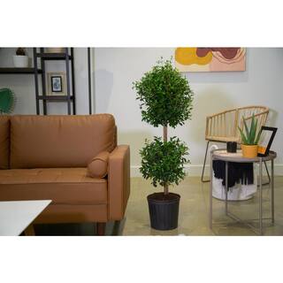 Costa Farms Eugenia 2 Ball Topiary IndoorOutdoor Plant in 10 in. Grower Pot Avg. Shipping Height 3-4 ft. Tall CO.EUC12.3.GP