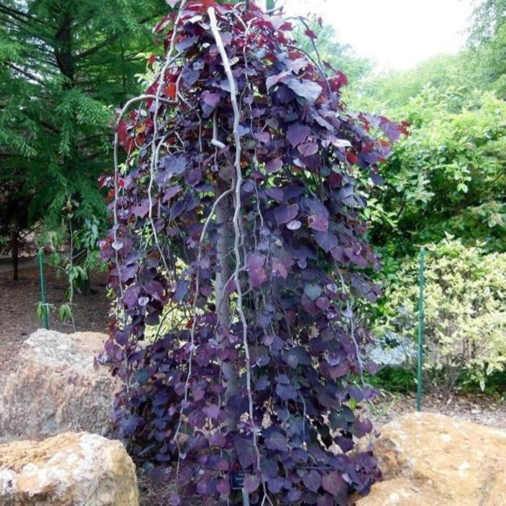 Lavender Twist Weeping Redbud  Tree