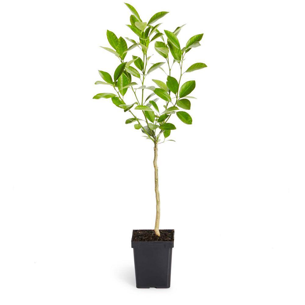 Brighter Blooms 1 Qt. Nagami Kumquat Tree KUM-NAG-12-1QT