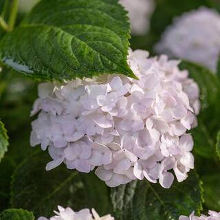 Endless Summer 2 Gal. Blushing Bride Reblooming Hydrangea Flowering Shrub White to Blush Pink Flowers 14758