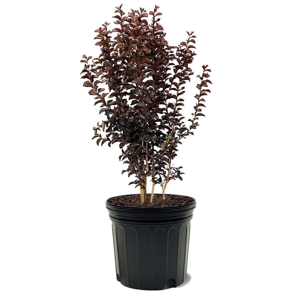 BLACK DIAMOND 7 Gal. Purely Purple Crape Myrtle Tree CRMBPP07G