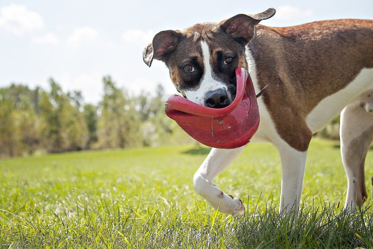 KONG Classic Flyer Dog Toy