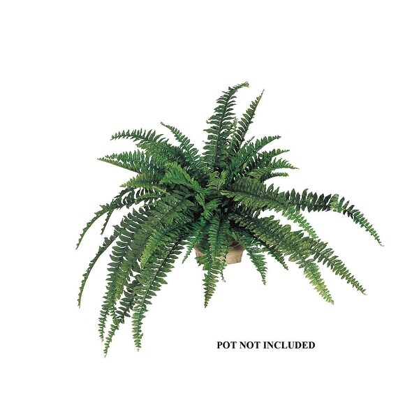 Green Oasis Boston Fern