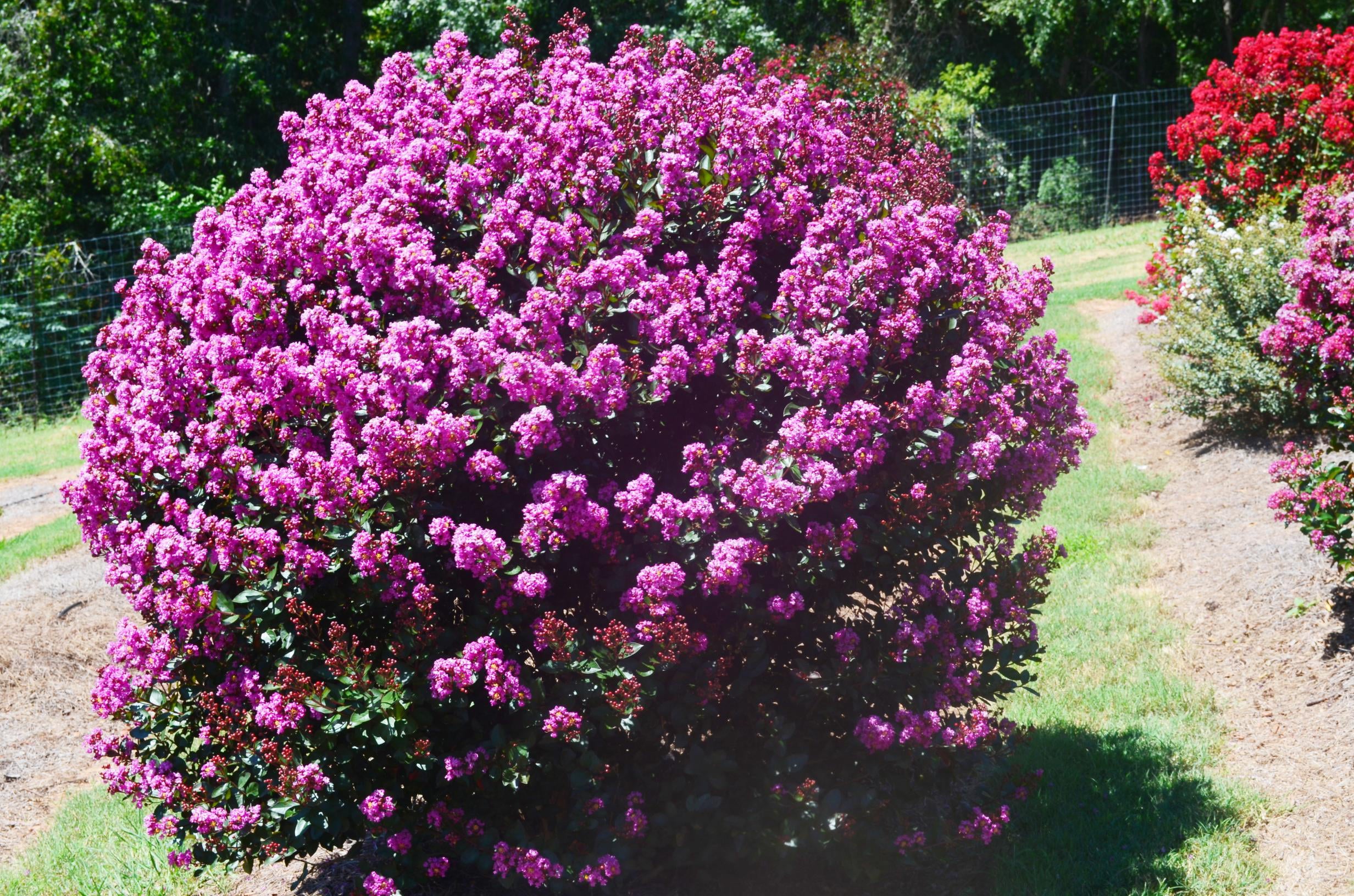 Bloomables® 2.25 gal Crape Myrtle Enduring Lavender - Lavender Blooms - Live Plant - 1 Piece