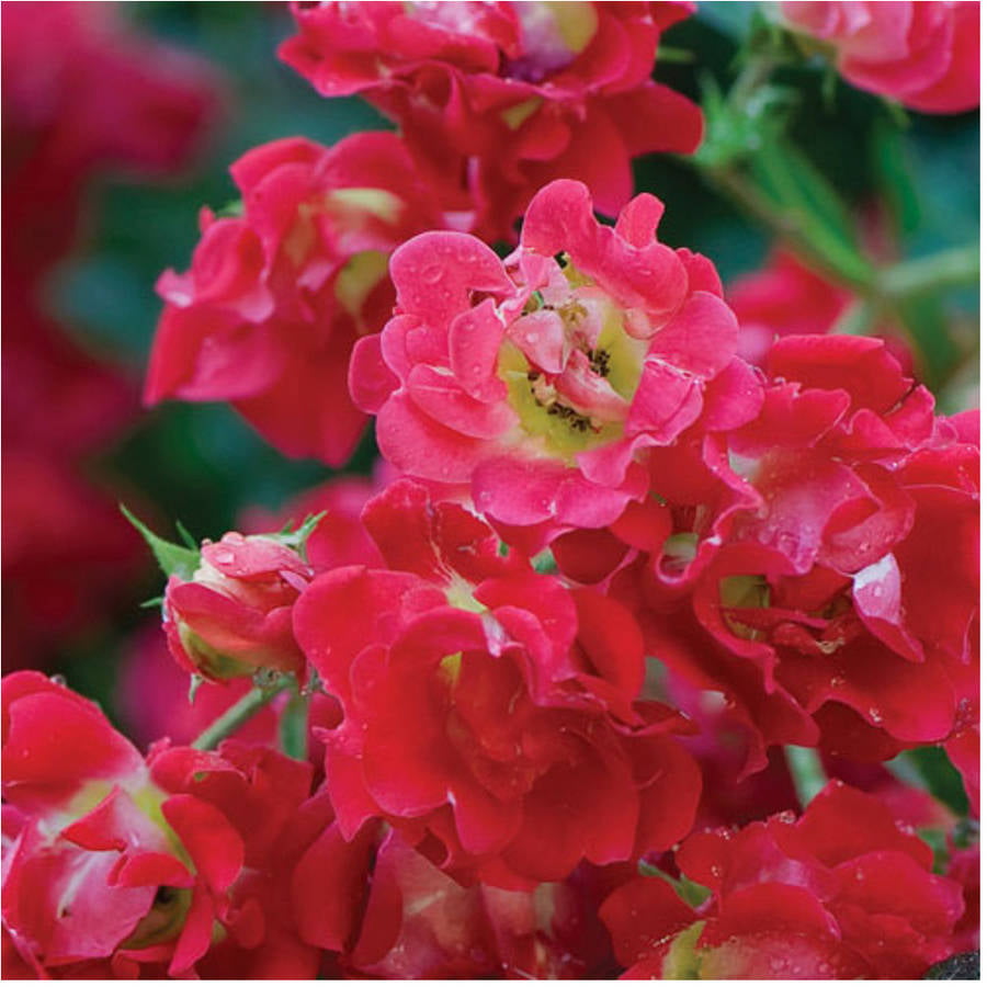 Red Drift Rose (1 Gallon) Low-Growing Groundcover Deciduous Flowering Shrub - Full Sun Live Outdoor Plant