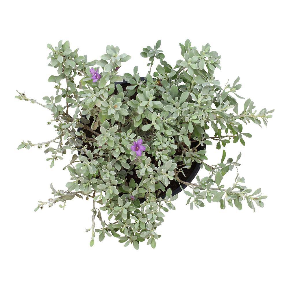 ALTMAN PLANTS 1 Gal. Leucophyllum Silverado Sage Color Plant 0881287