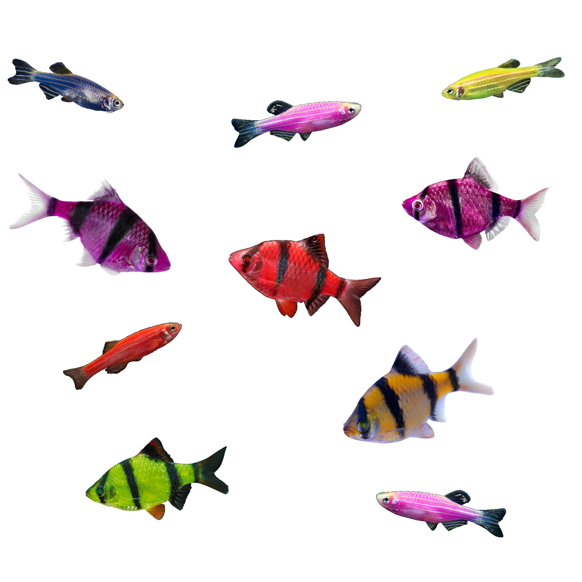 GloFish® 10G Active Tiger Barb-Danio 10ct Live Fish Assortment