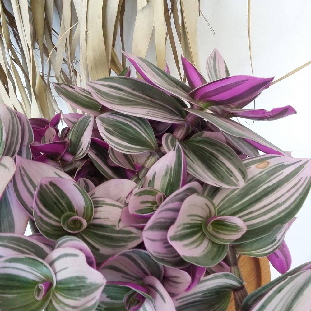 Wekiva Foliage Tradescantia Nanouk Wandering Jew - Live in a 4 Inch Pot - Tradescantia Albiflora - Rare and Elegant Indoor Houseplant TradescantiaNanoukWanderingJew4