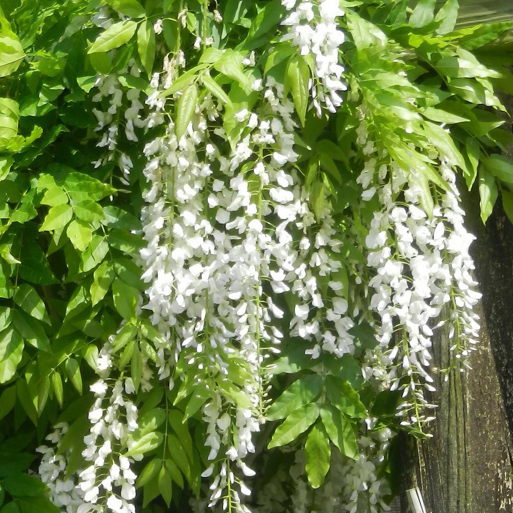 national PLANT NETWORK 2.5 Qt. Wisteria White Flowering Shrub with White Flowers HD1106