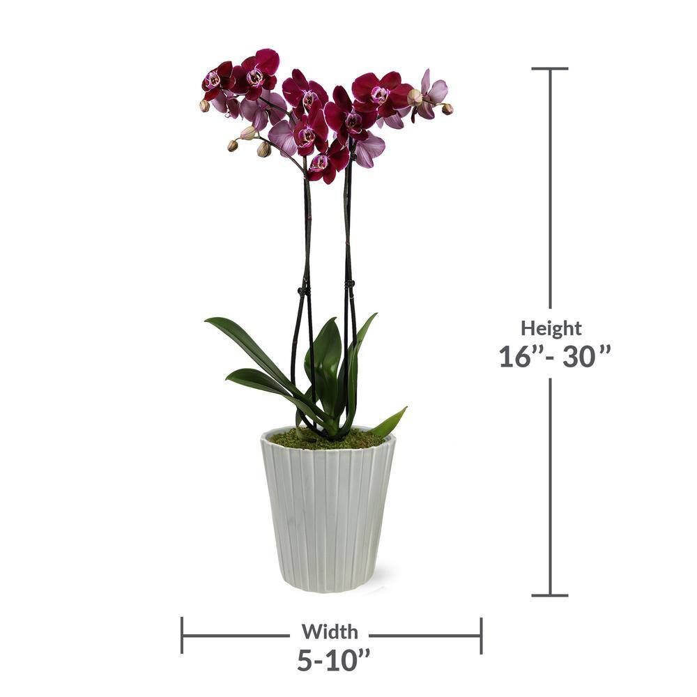 Just Add Ice Premium Orchid (Phalaenopsis) Dark Purple Plant in 5 in. Grey Ceramic Pottery J5014