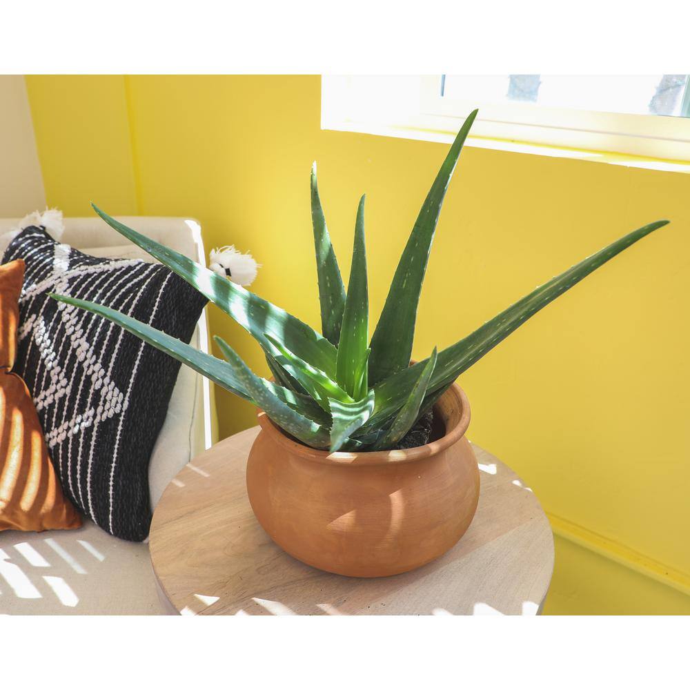 SMART PLANET 1G Single Aloe Vera in Nursery Pot 0872599