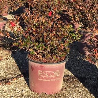 ENCORE AZALEA 3 Gal. Autumn Fire Shrub with True Red Reblooming Flowers 80543