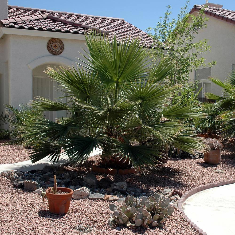 #1 Windmill Palm (2-Pack) THD00097