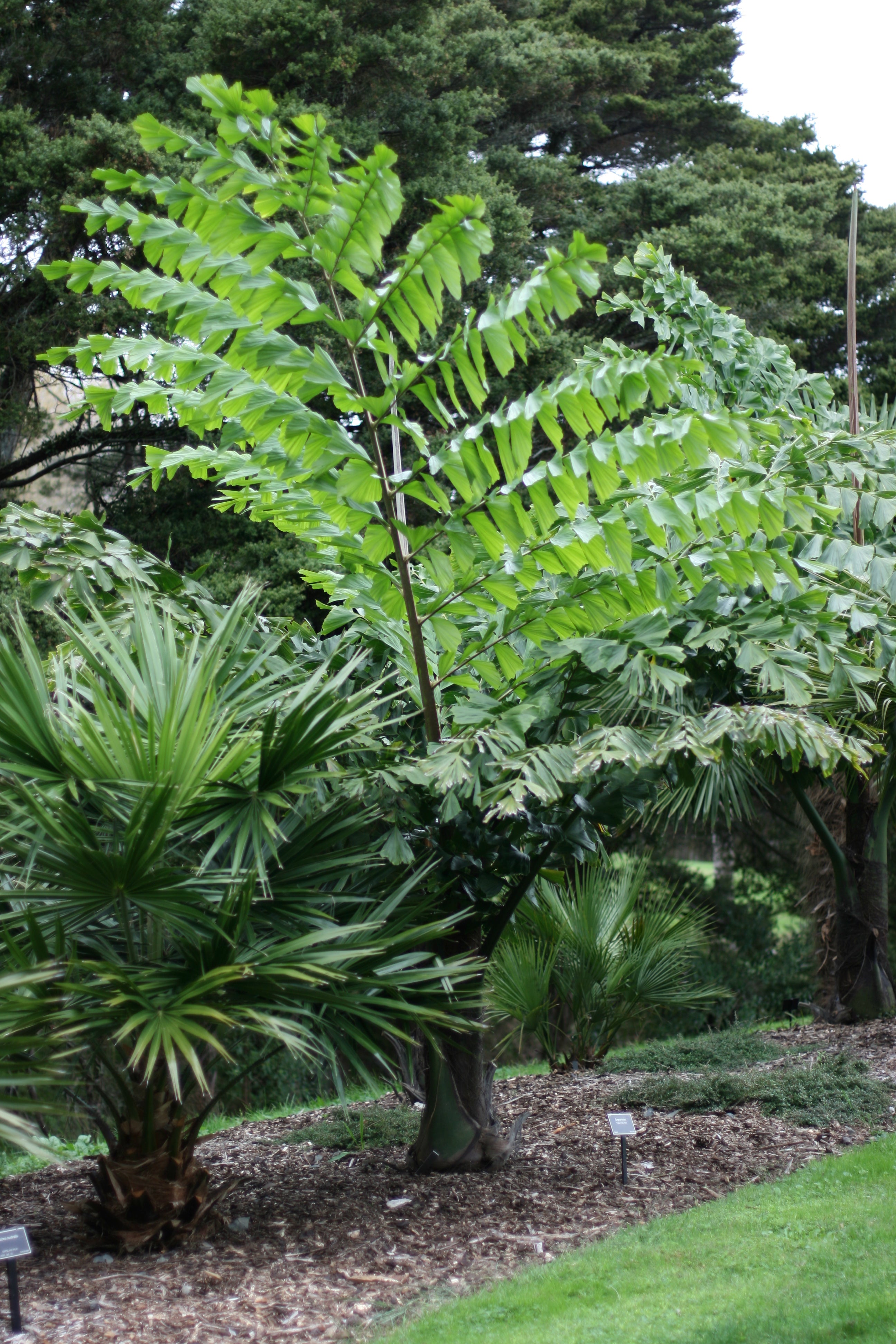 Giant Fishtail Palm - Live Plant in an 10 Inch Growers Pot - Caryota Obtusa - Extremely Rare Ornamental Palms from Florida