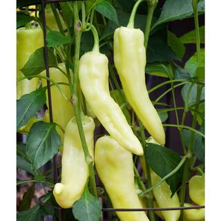 Bonnie Plants 2.32 qt. Sweet Banana Pepper Plant 2400