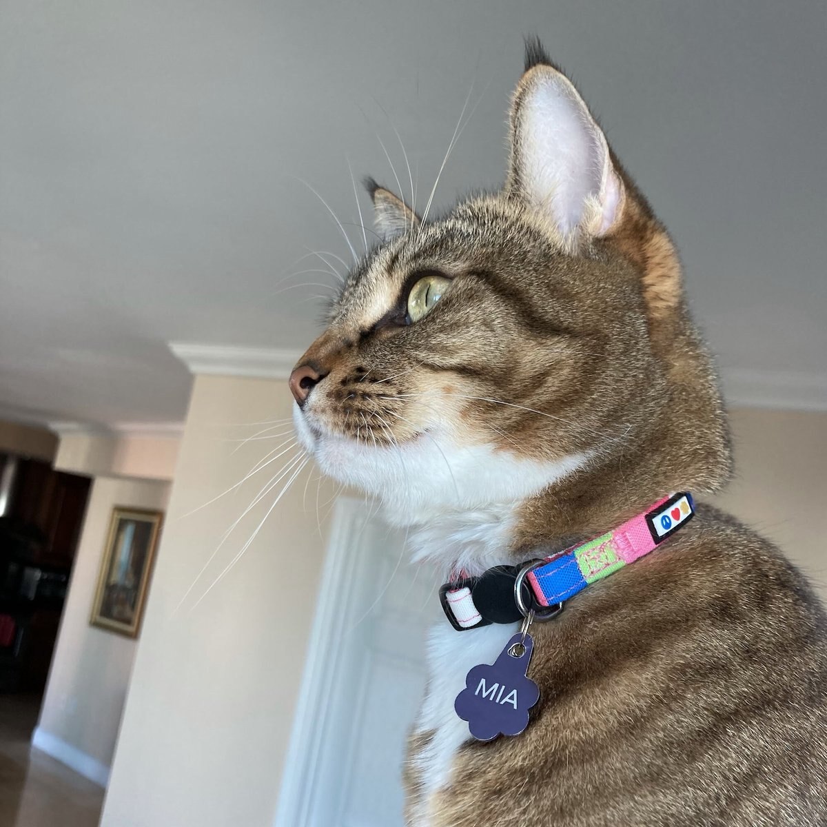 Pawtitas Reflective Traffic Cat Collar， Multicolor， Standard