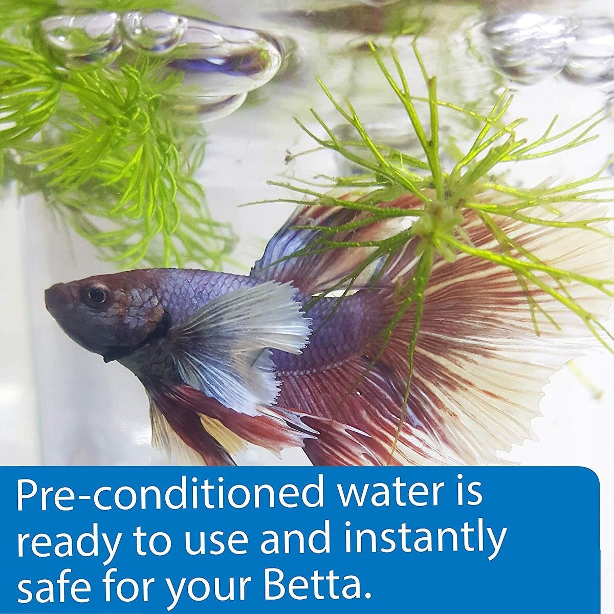 API Betta Aquarium Water Care， 31-oz bottle