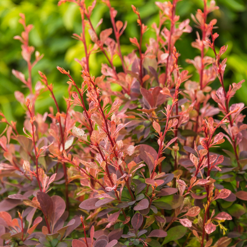 Rose Glow Barberry Deciduous Flowering Shrub， grown in a 2.25 Gallon Pot (1-pack)