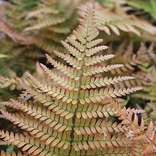 Pure Beauty Farms 2.5 Qt. Autumn Fern in 6.33 In. Grower's Pot (2-Plants) DC1GFERNAUTM2