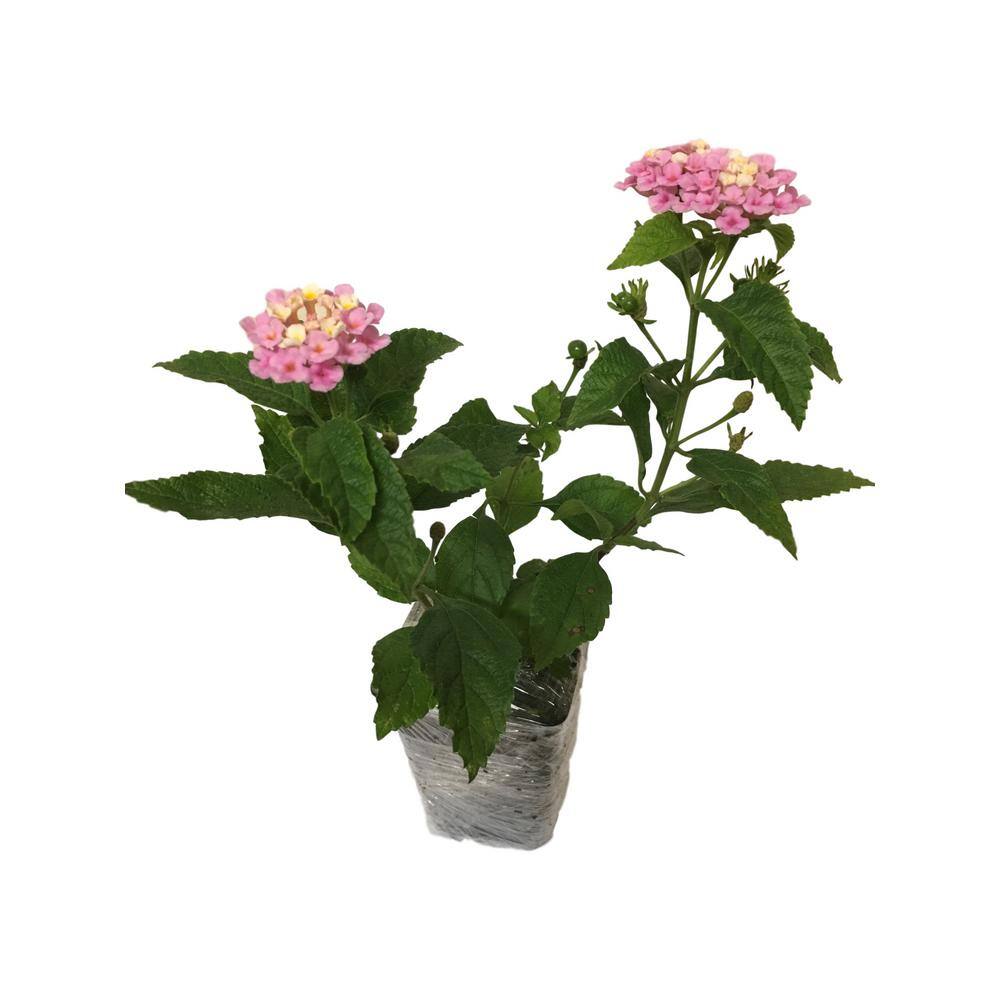 Daylily Nursery Lantana Mix 3-Plants in 3-Separate 2.25 in. Pots 6948615654