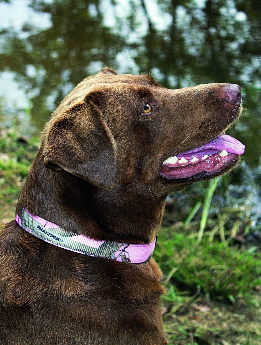 OmniPet RealTree APC Pink Camouflage Kwik Klip Dog Collar