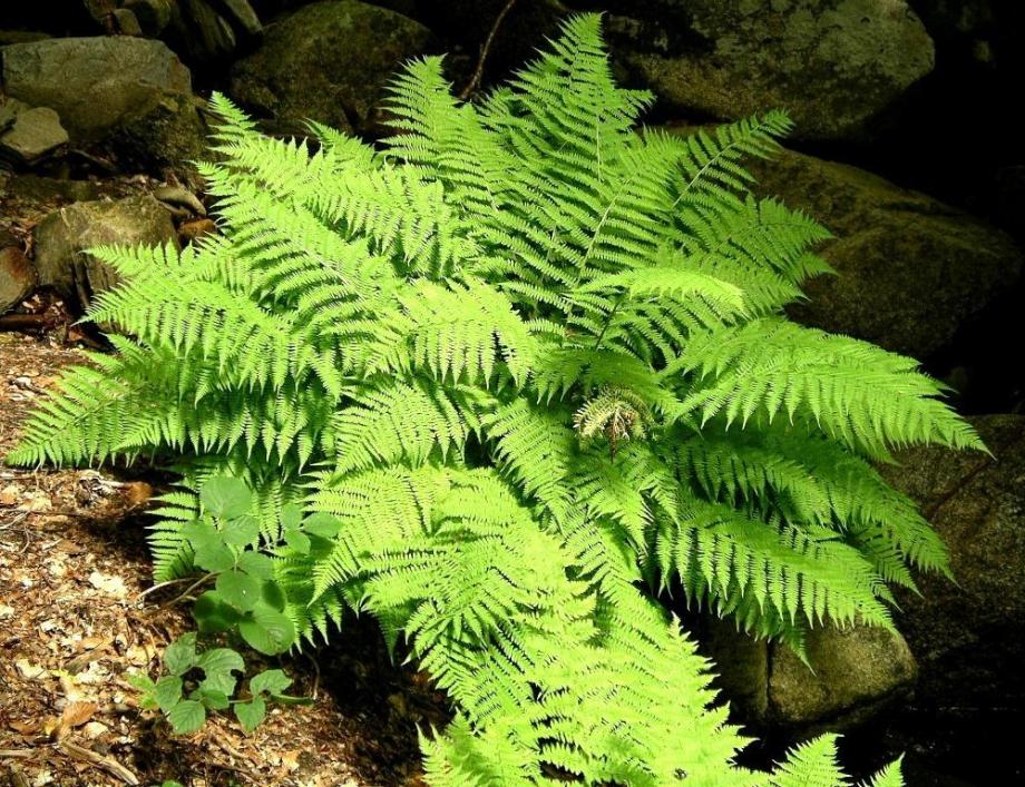 Classy Groundcovers - Lady Fern Northern Lady Fern {25 Pots - 3 1/2 inch Square}