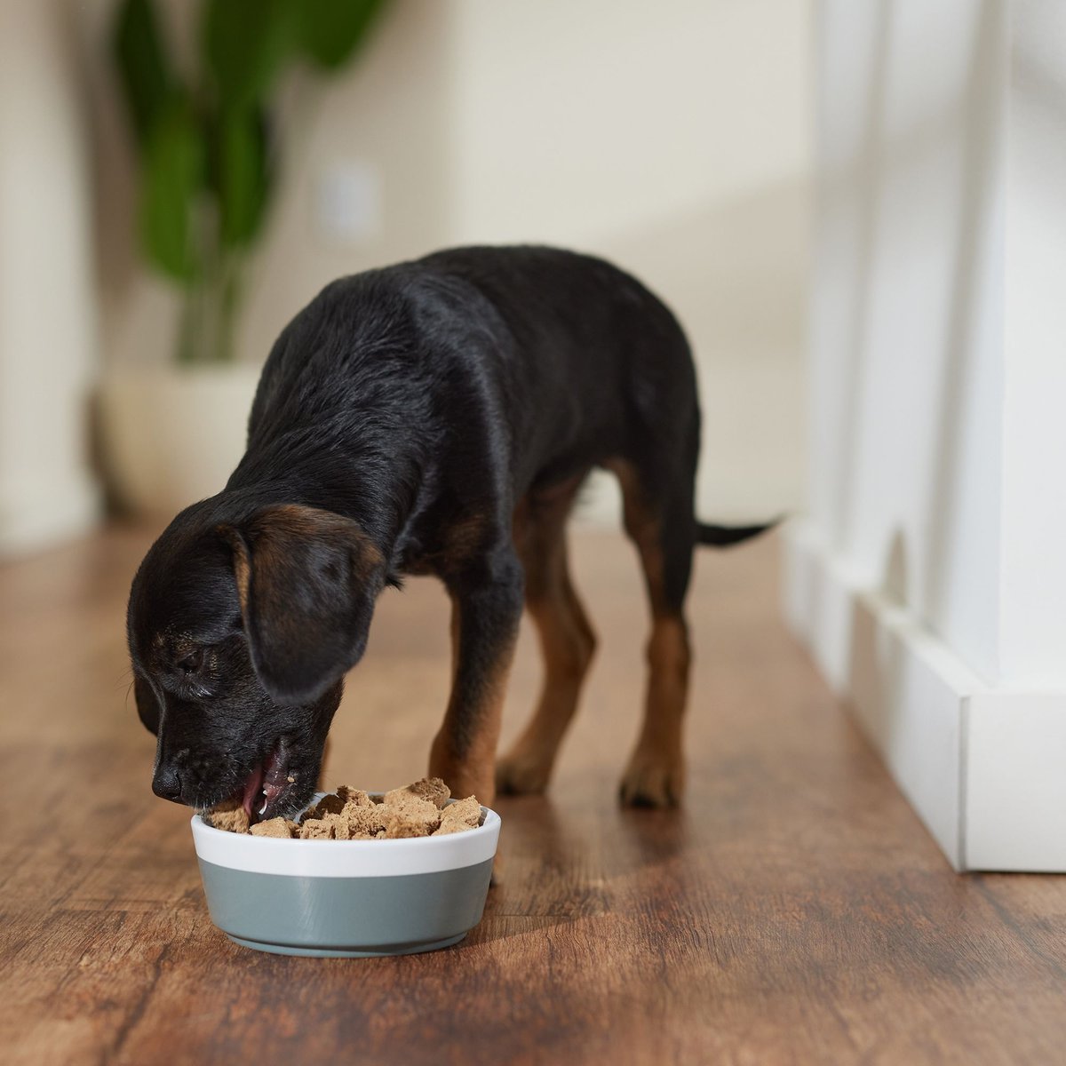 Stella and Chewy's Perfectly Puppy Beef and Salmon Dinner Patties Freeze-Dried Raw Dog Food