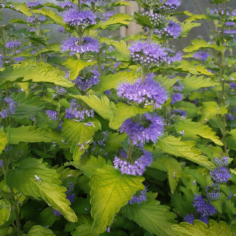 Caryopteris Hint of Gold