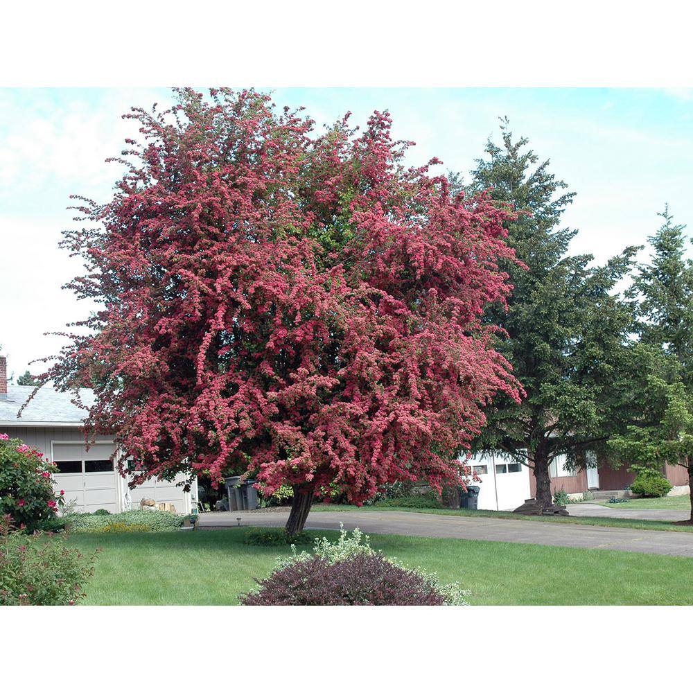 Online Orchards 3 ft. Crimson Cloud Hawthorn Compact Tree with Bright Spring Blossoms FLHW001