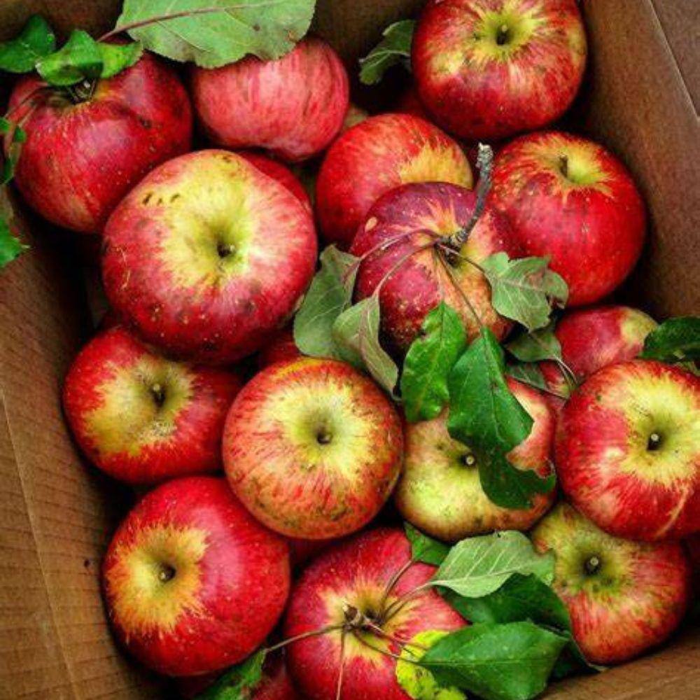 Southern Living 7 Gal. Wolf River Apple Tree APPWOL07G