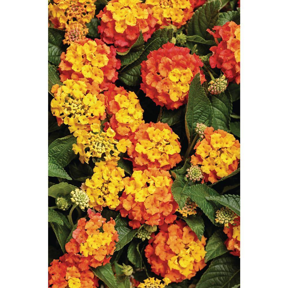 PROVEN WINNERS 4.25 in. Eco+Grande Luscious Basket Tangelo (Lantana Camara) Live Plant OrangeYellow Flowers (4-Pack) LANPRW4007504