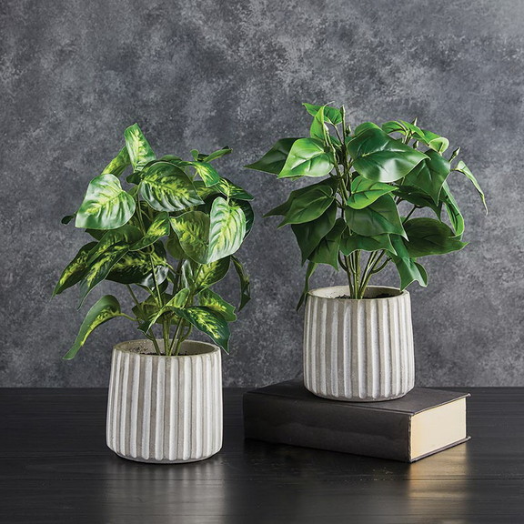 47th   Main CMR088 Plant In Cement Pot   Set Of 2