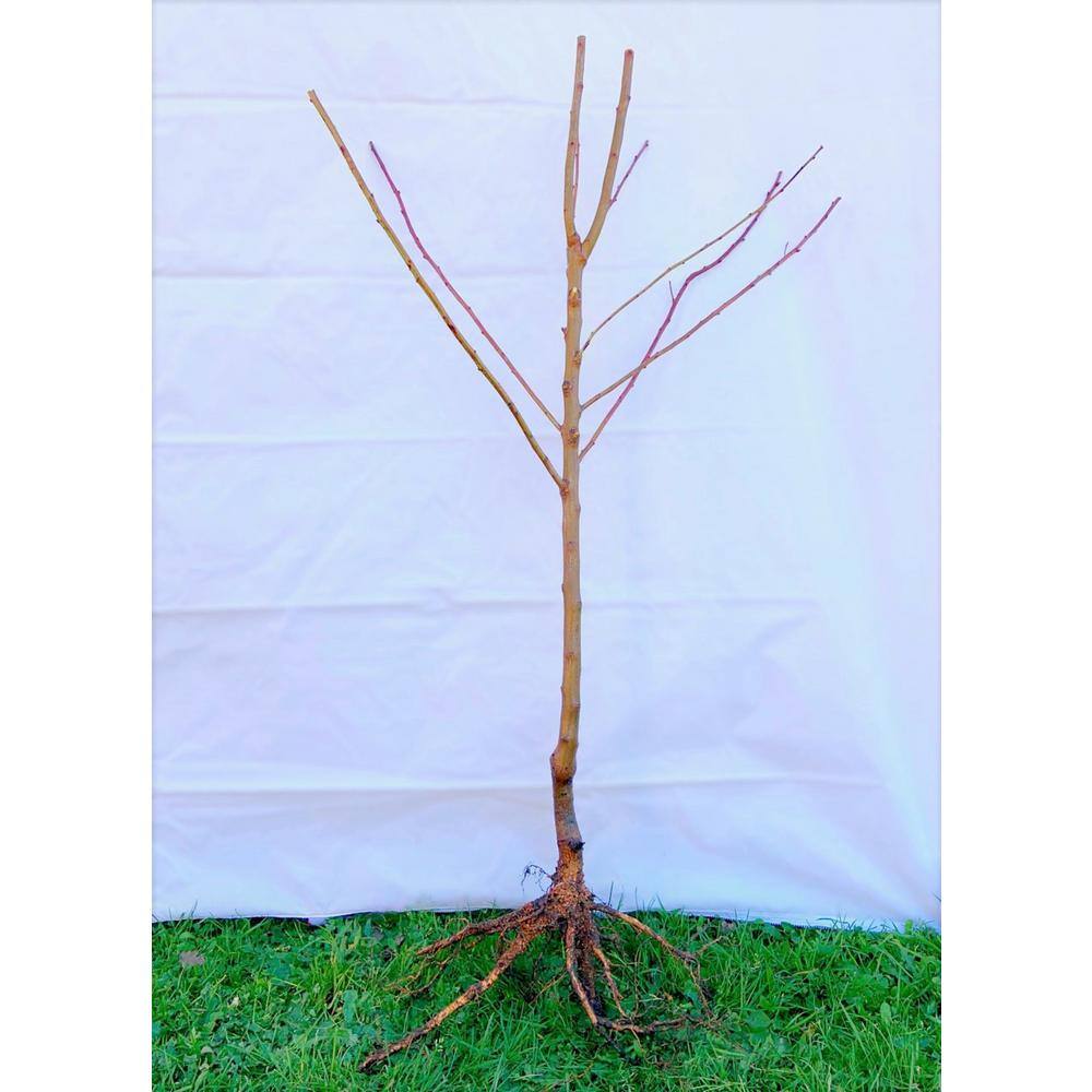 Online Orchards North Pole Limbless Apple Tree (Bare-Root 3 ft. to 4 ft. Tall 2-Years Old) FTCA002