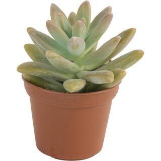 Costa Farms Mini Unique Indoor Succulent Plants in 2 in. Round Grower Pot Avg. Shipping Height 2 in. Tall (11-Pack) CO.SUCMINI.GP11