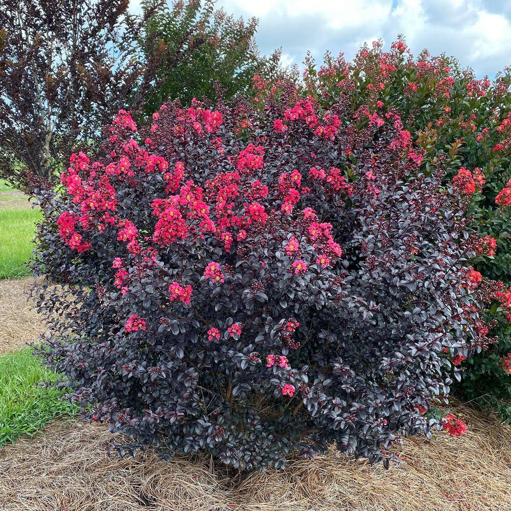 FIRST EDITIONS 2 Gal. Shadow Magic Crape Myrtle Flowering Shrub with Dark Leaves and Dark Pink Flowers 18131