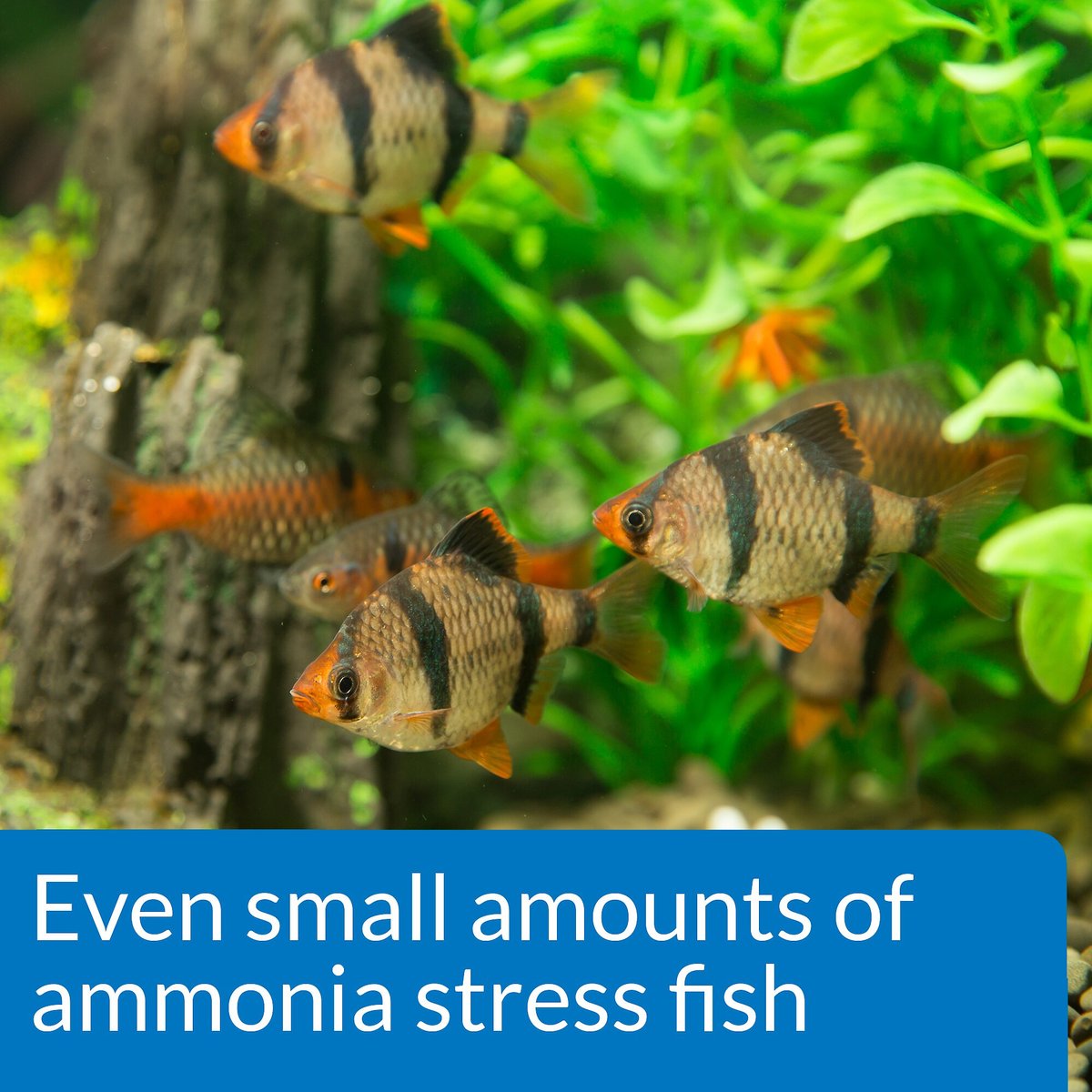 API Ammonia Freshwater and Saltwater Aquarium Test Kit