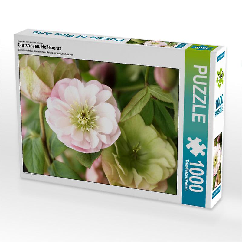 Christrosen， helleborus   calvendo foto puzzle