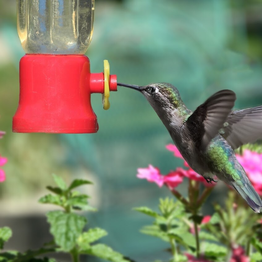 Hanging Hummingbird Feeder   2.2oz