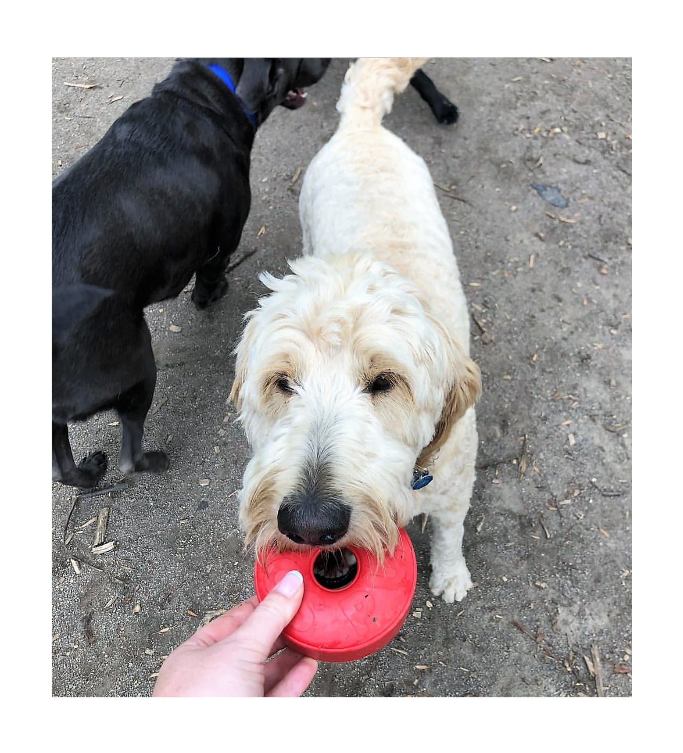 Sodapup Life Ring Treat Dispenser Dog Toy