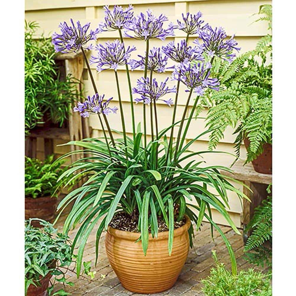 Breck's Blue Flowering Lily-of-the-Nile Agapanthus Bulbs (2-Pack) 67782