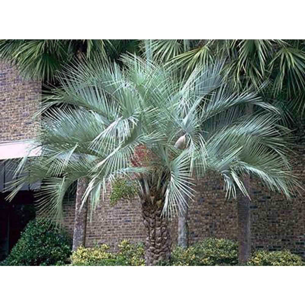 Brighter Blooms 3 Gal. Pindo Palm Tree in Pot PAL-PIN3