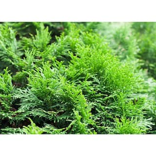 BELL NURSERY 3 Gal. Emerald Green Arborvitae (Thuja) Live Evergreen Shrub THUJA3SGD1PK